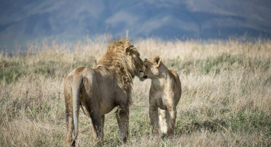 manyara serengeti & ngorongoro