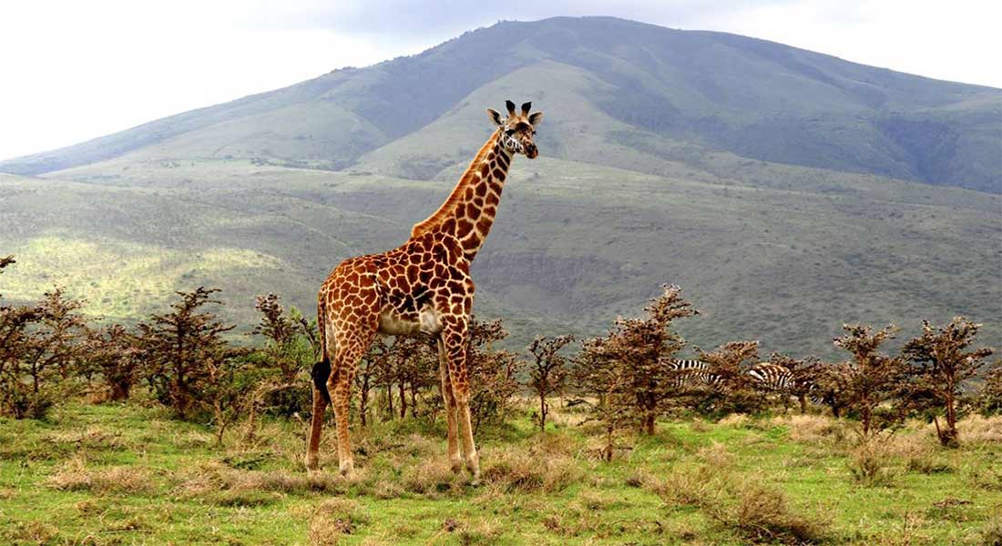 Arusha national park safaris