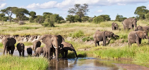 Tarangire national park safaris